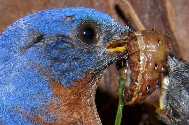 Eastern Bluebirds